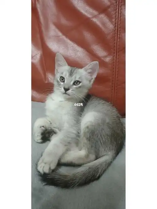 银渐层串红包领养