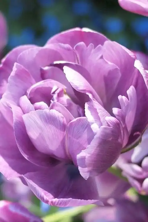 粉色牡丹花朵 640x960 iphone 4/4s 壁纸,图片,背景,照片