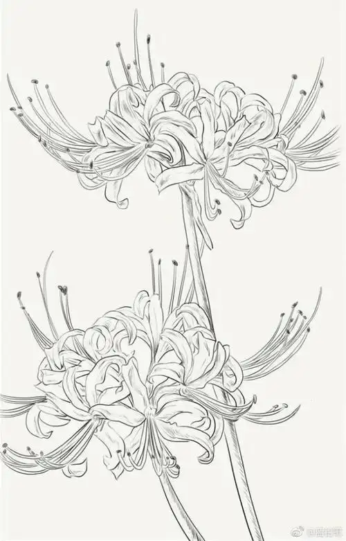 曼珠沙华简笔画怎么画 简笔画图片大全-蒲城教育文学网