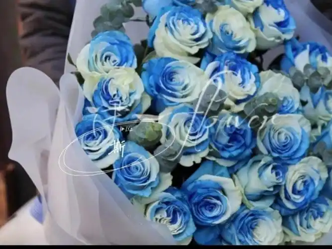 重生不负你蓝白玫瑰番外