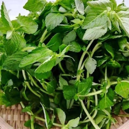 云南德宏野生水香菜傣家调料新鲜蔬菜正宗香嫩水香菜泡沫箱发 净重1斤