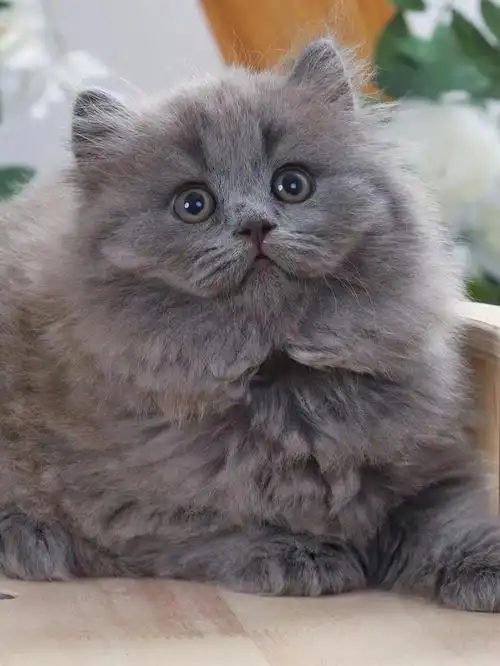 高地长毛蓝猫妹妹大嘴套小耳朵051600