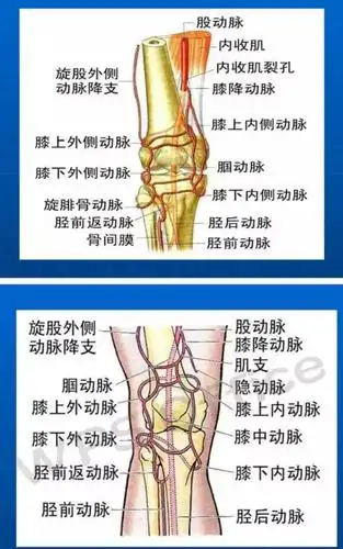 腘动脉挤压综合征症为青年人小腿疼痛不适引起间歇性破行的重要原因.