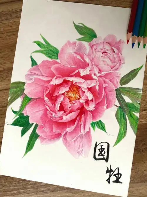 彩铅牡丹绘画过程