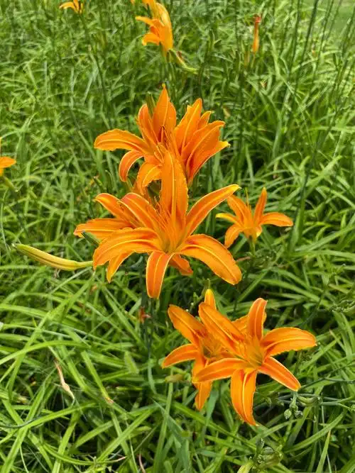 中国的母亲花——萱草