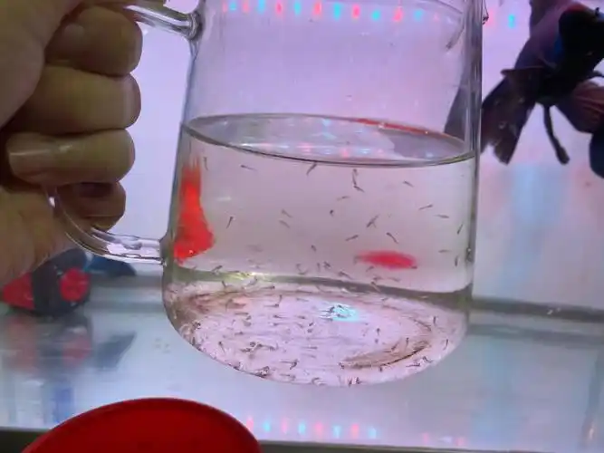 一缸子金鱼宝宝怎么养?鱼卵出来的 还在捞ing#金鱼