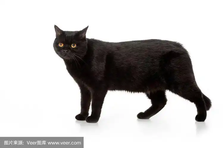 可爱的黑色英国短毛猫站在孤立的白色背景