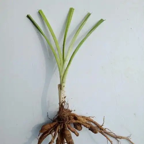 千草园艺红运萱草根苗多年生宿根花卉盆栽栽花时令草本花卉