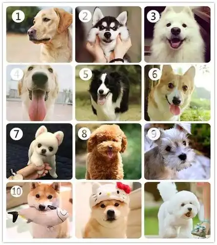 小测试#如果让你从下面挑一种狗狗养,你会怎么选?