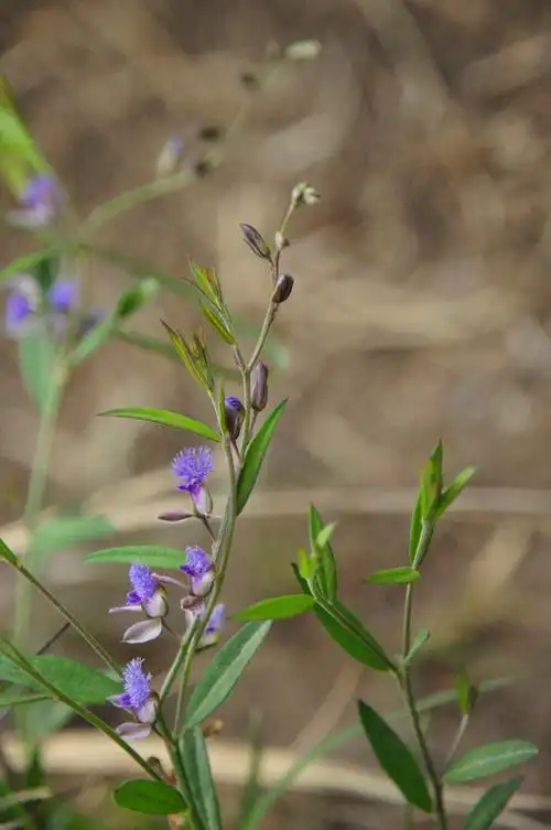 远志- 山野轻风 - 山野轻风的博客