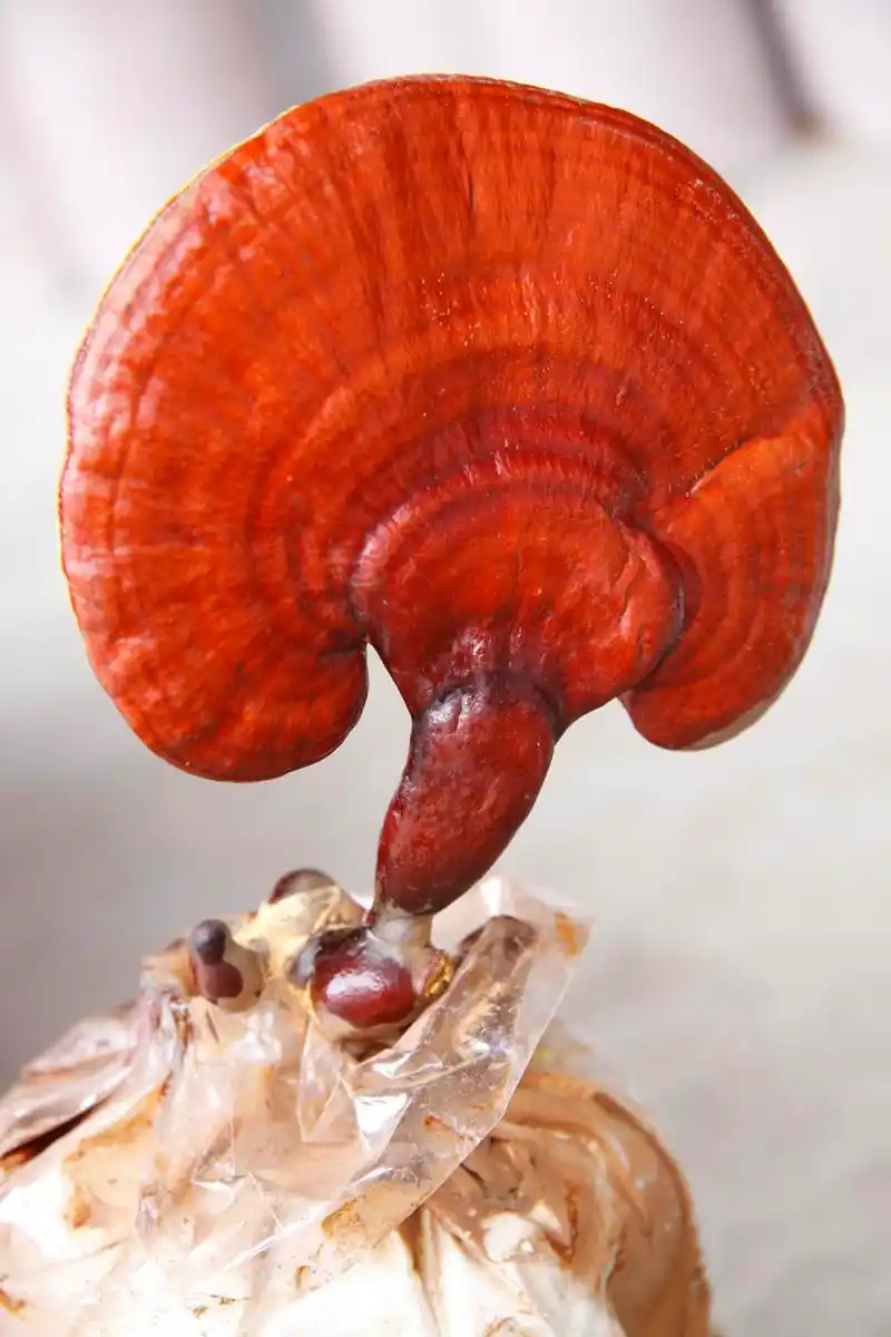 灵芝- 热门商品专区