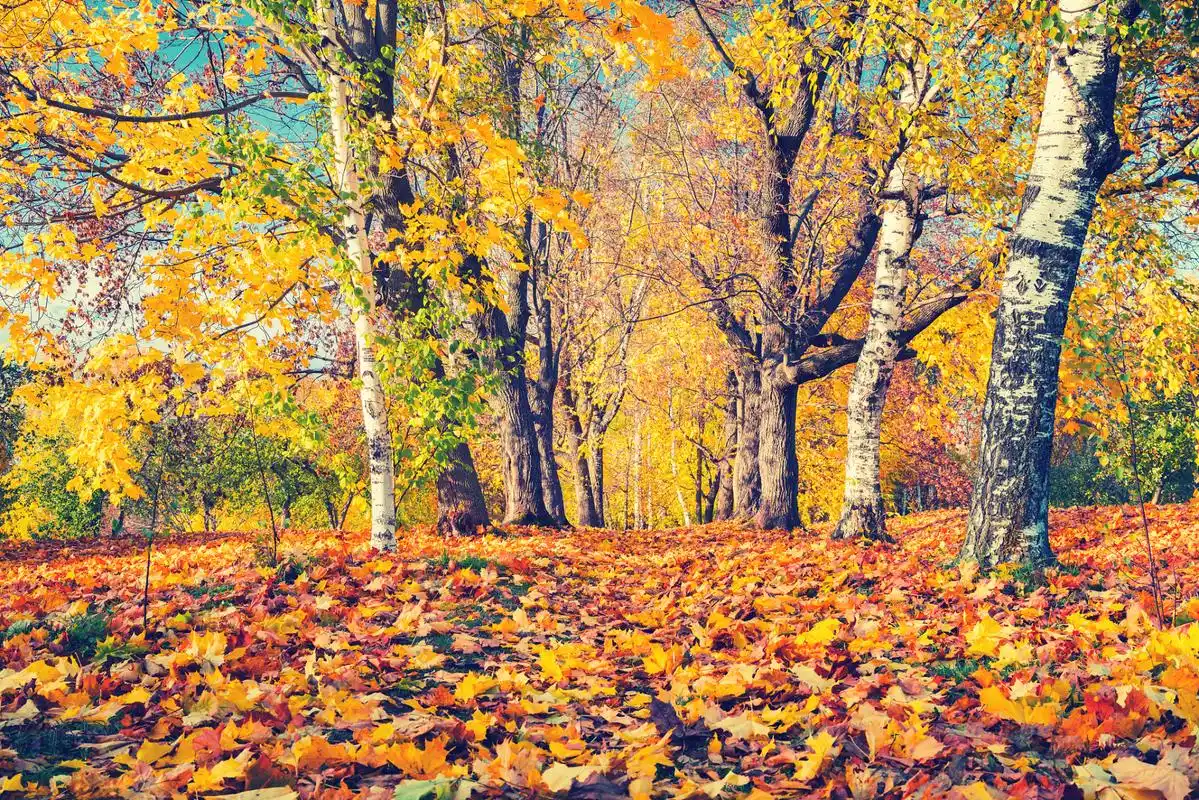 秋日私语  秋风轻抚过林间, 落叶轻舞,似岁月的低吟.