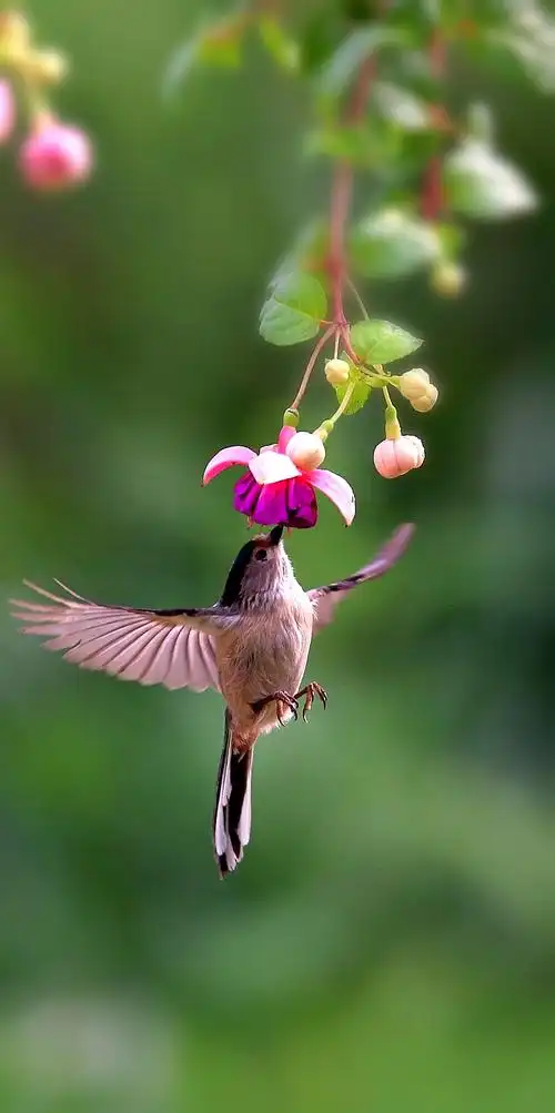 147《中国光影名人堂》花鸟-生态类摄影作品周刊