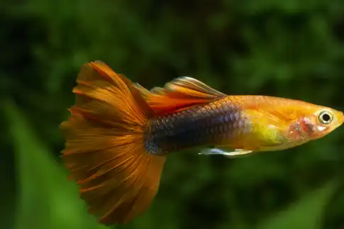 养孔雀鱼能不能用绿水?当然可以,不仅能养好还能养得_