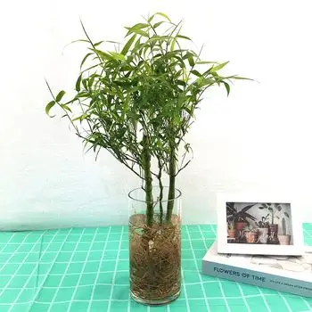 佛肚竹盆景植物室内罗汉竹盆栽水培植物盆栽 观赏竹子 竹苗 包邮