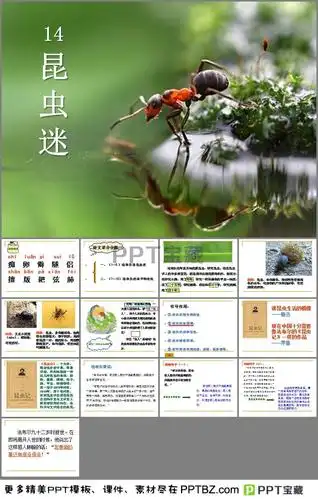 《昆虫迷》课件ppt下载