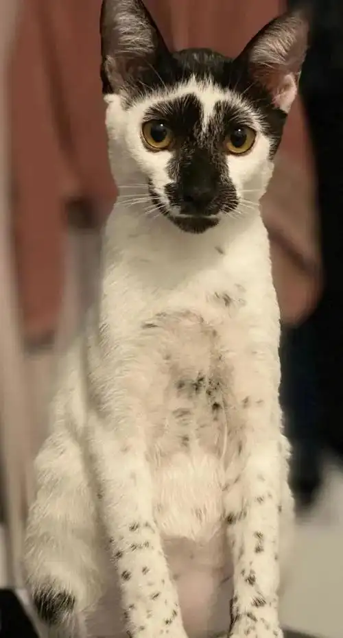 你养的这猴长的好像猫啊错那就是猫