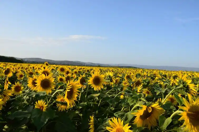 向日葵花海