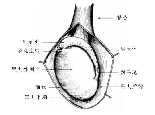 男人睾丸全这样左右高低有不同