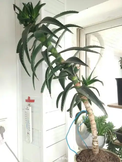 海虎兰芦荟@第二次砍头!