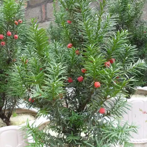 曼地亚红豆杉枝叶茂盛树形奇特