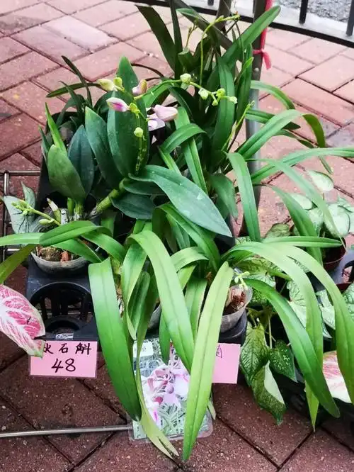 购买兰花香港兰花行情