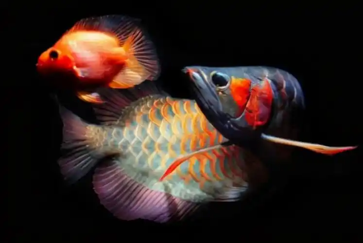 红龙鱼价格多少钱一条(一条鱼卖400万) - bat日报