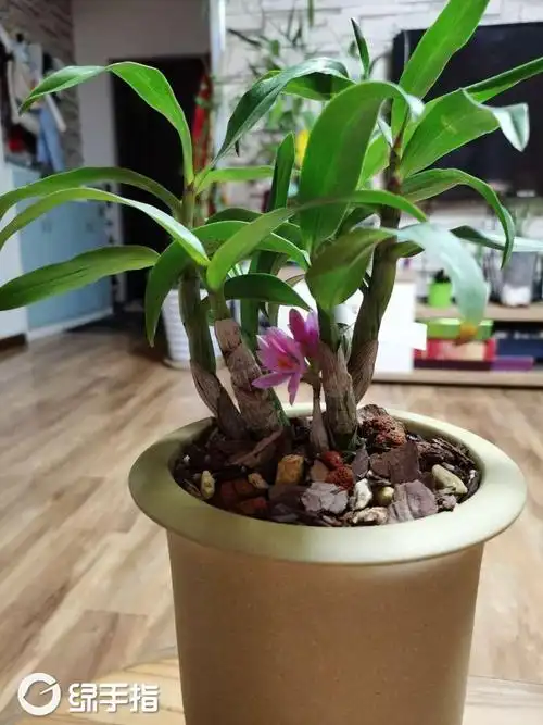 我新添加了一棵"水莲石斛"到我的"花园"