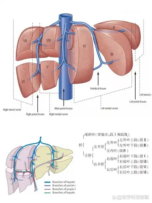三张图让你了解肝脏的八分段 肝分段速记:肝左,中,右静脉纵向划分肝脏