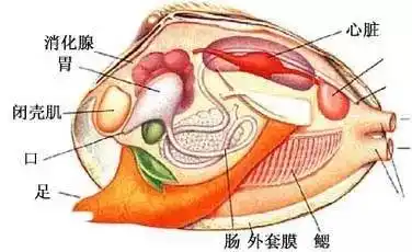 另增加解剖珍珠蚌实验,可做出货真价实的珍珠手链