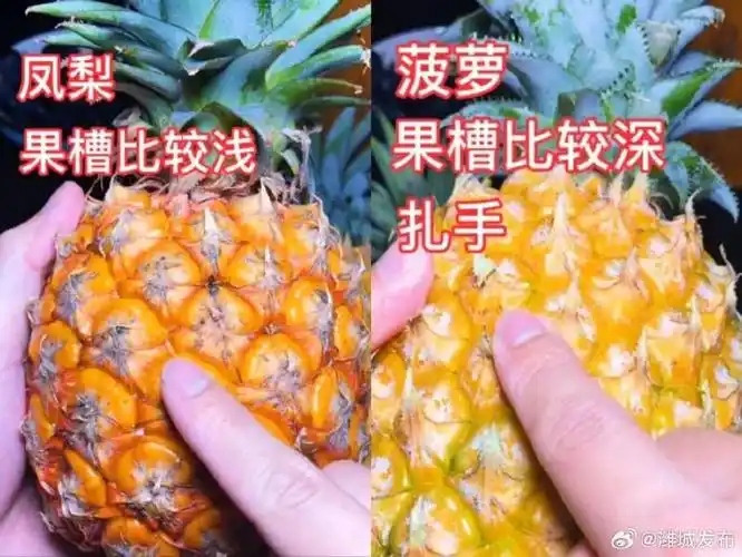 原来这就是菠萝跟凤梨的区别