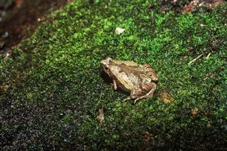 这是什么品种的青蛙?