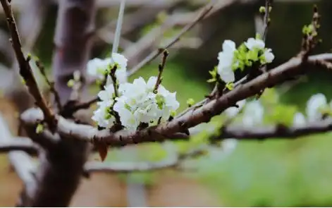 河南渑池车厘子花开春满棚绘就乡村振兴新画卷