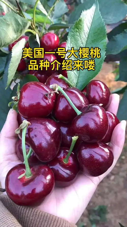 美国一号大樱桃品种介绍中早熟品种口感脆甜单果重18克适应南北方种植
