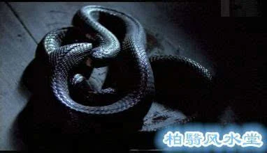 柏翳(yi)风水堂:七杀重重鬼当家,杀蛇吃蛇遭报应