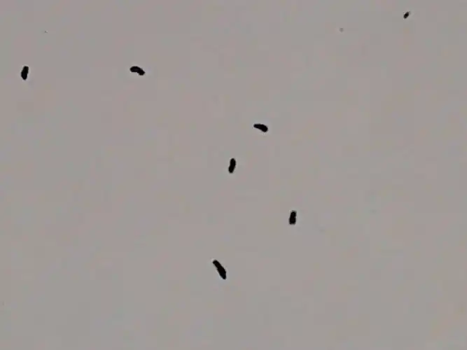 这是什么动物的屎?