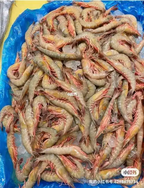 常见虾名称及图片辫别