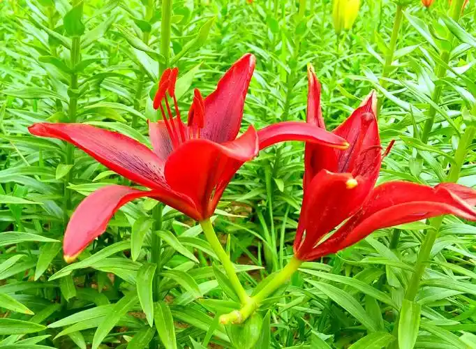 红色百合花,象征喜气洋洋,给人带来好运,热烈的爱.