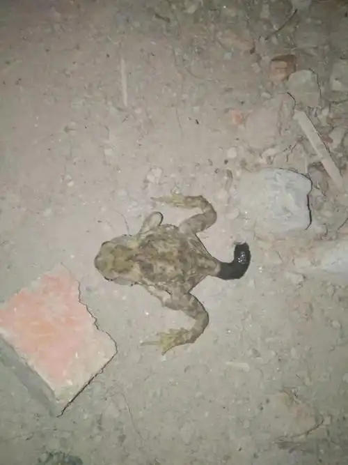 见过蛤蟆拉屎吗!(慎入)