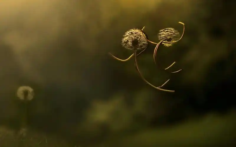 蒲公英跳转高清壁纸,高清图片,壁纸,创意设计-桌面城市