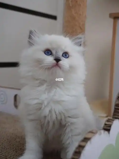 面具瑕疵的布偶猫特价找领养