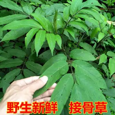 新鲜接骨草野生陆英蒴藋排风藤八棱麻大臭草走马风小