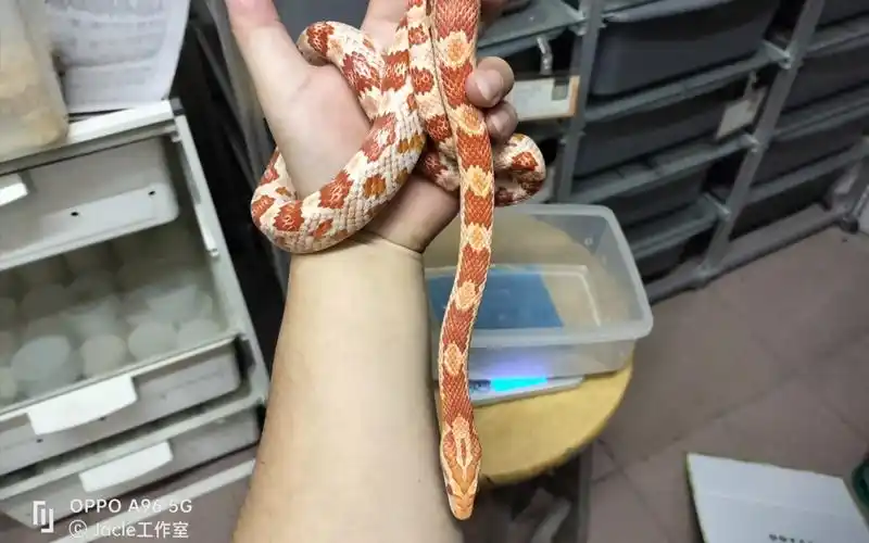 活动  工作室日常开箱一千多的亚成白化红玉米蛇