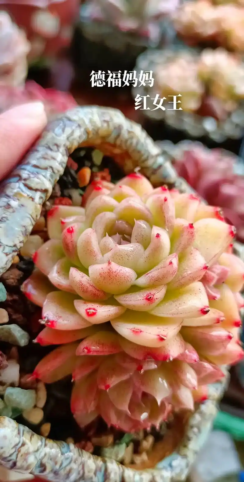红女王.#多肉植物 - 抖音