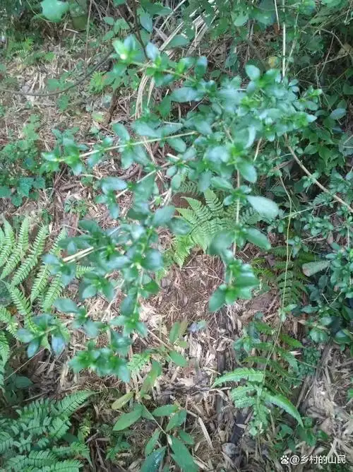 野生的六月雪,采挖当盆景观赏很好看的,它也一种是中药材