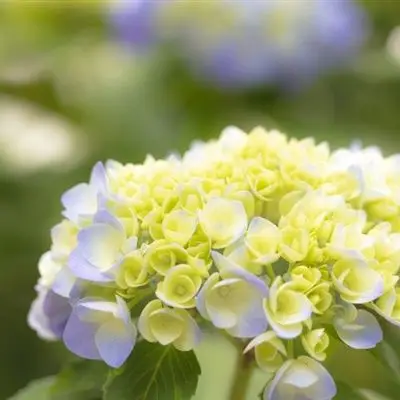 适合中年妈妈微信头像