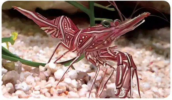 的小丑虾小丑虾白色的身体上散布着红色,紫色,褐色的斑点,非常漂亮