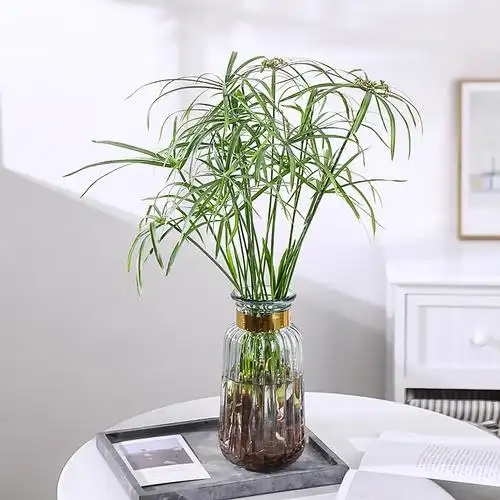 水竹水培植物盆栽旱伞草水生水养好绿植客厅绿植