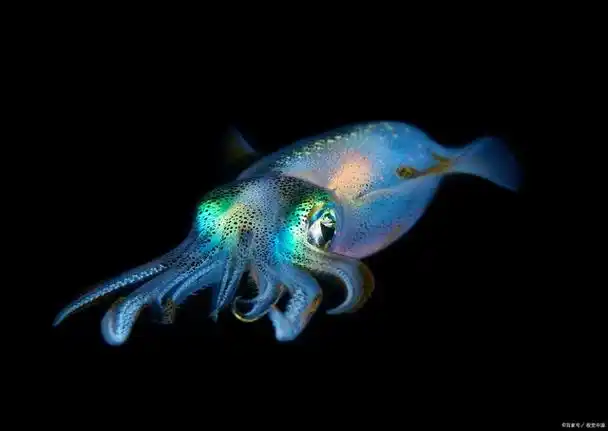 玻璃乌贼:大海中的卓尔不凡之精灵