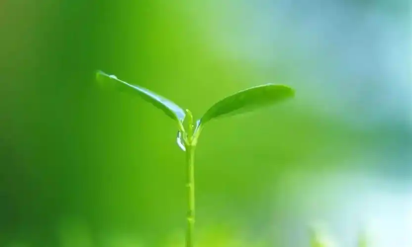 高清微信护眼图选1张当聊天背景图吧